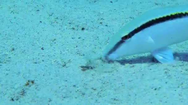 Kızıl Deniz Keçi Balığı Parupeneus Forsskali Yiyecek Aramak Için Antenlerle — Stok video
