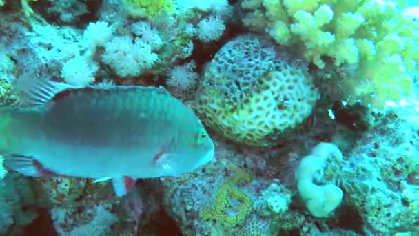 Ein Farbenfroher Lippfisch Oxycheilinus Digramma Schwimmt Langsam Über Ein Korallenriff — Stockvideo