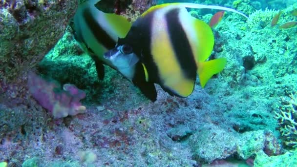 Червономорська Риба Heniochus Intermedius Стоїть Під Кущем Коралів — стокове відео