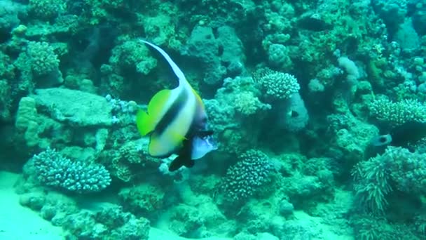 Par Bannerfish Mar Vermelho Heniochus Intermedius Encontram Base Recife Coral — Vídeo de Stock