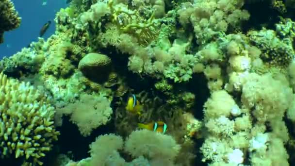 Ένα Ζευγάρι Twoband Anemonefish Amphiprion Bicintus Κοντά Στη Θάλασσα Ανεμώνη — Αρχείο Βίντεο