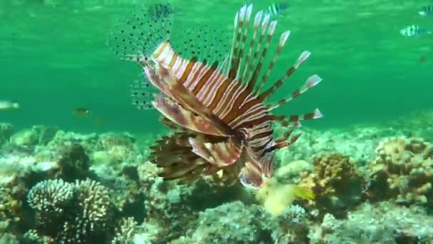 Lionfish Comum Pterois Volitans Nada Coluna Água Contra Pano Fundo — Vídeo de Stock