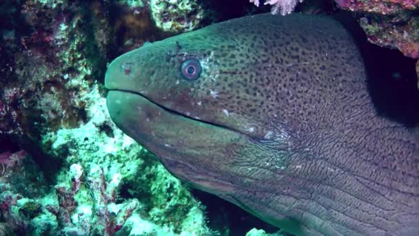 Zbliżenie Olbrzymiego Moray Gymnothorax Javanicus Który Wystawia Głowę Koralowej Szczeliny — Wideo stockowe