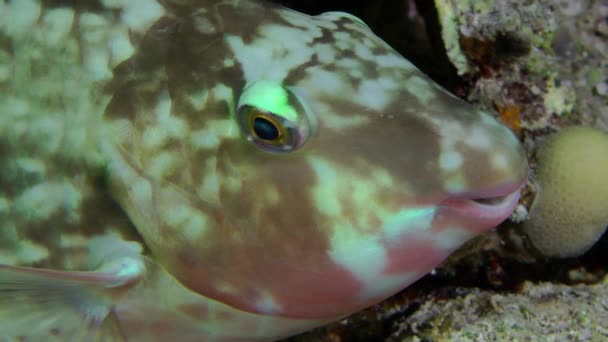 オウムの魚の行動の特徴は 彼らが夜に眠ることです サンゴの茂みの近くの夜のカンデラマParrotfish Hipposcarus Hadrid 昼間の色よりも薄い色 肖像画 — ストック動画