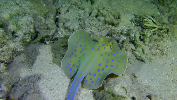 蓝斑Stingray Taeniura Lymma 在沙质底部冲洗食物 然后游出框架 进行特写 — 图库视频影像