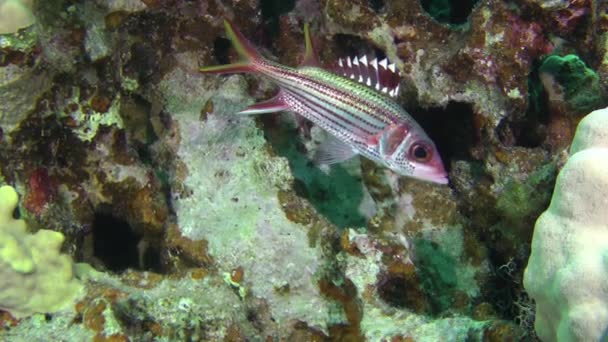 Риба Білка Sammara Neoniphon Sammara Ховається Затіненій Кораловій Печері Протягом — стокове відео
