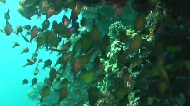 Stor Flock Dusky Sopare Pempheris Adusta Cirkulerar Skuggan Stor Korallrev — Stockvideo