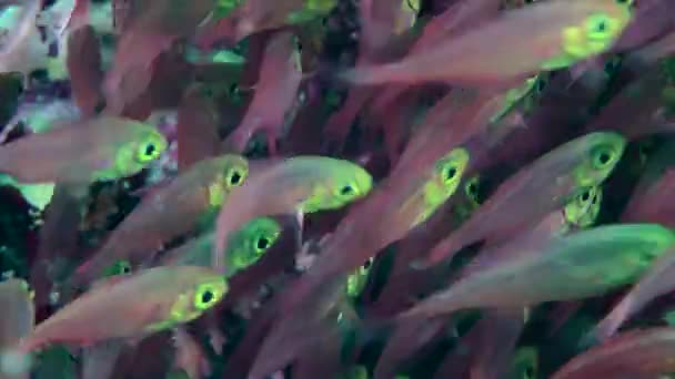 在大群的小猪清扫鱼 Parapriacanthus Ransonneti 鱼群在不停地移动 非常接近 — 图库视频影像