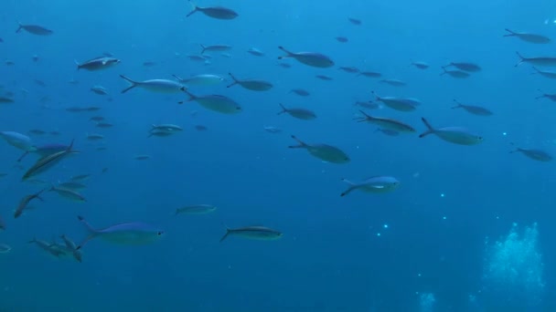 鮮やかな色のスエズ フュージリア Caesio Suevica の群れが青い水の列にゆっくりと泳いでいきます — ストック動画