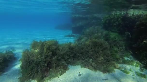 Podwodny Krajobraz Piaszczystym Dnem Kamieniami Pokrytymi Brązowymi Algami Cystoseira Barbata — Wideo stockowe