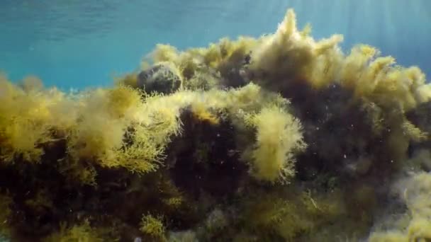 Undersøiske Landskab Med Brune Alger Flytte Solens Stråler – Stock-video