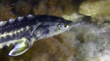 Tuna mersin balığı ya da Rus mersin balığı (Acipenser gueldenstaedtii) parlak kahverengi alglerle kaplı pitoresk bir deniz yatağının üzerinde yüzer ve daha sonra çerçeveyi terk eder, yakın plan, portre.