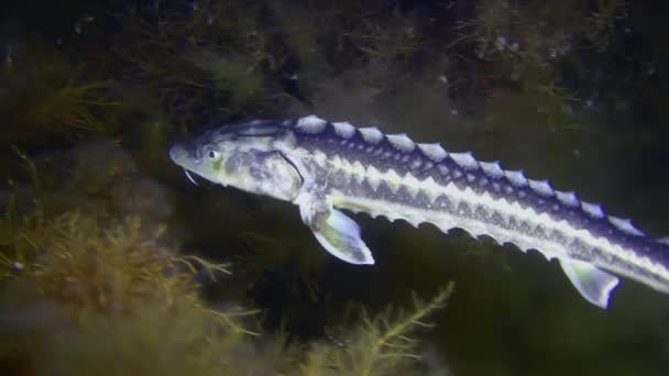 多瑙河梭鱼 Acipenser Gueldenstaedtii 缓慢地游过被褐色海藻覆盖的海底 特写镜头 — 图库视频影像