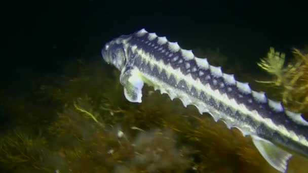 Close Russian Sturgeon Acipenser Gueldenstaedtii Swimming Slowly Kelp Covered Seabed — Stock Video
