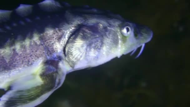 Pers Mersin Balığı Veya Hazar Mersin Balığının Acipenser Gueldenstaedtii Yakın — Stok video