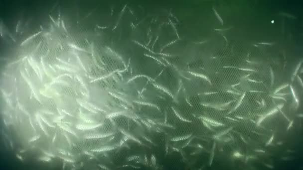 Fish Fishing Net Net Rises Its Volume Decreases Density Fish — Stock Video