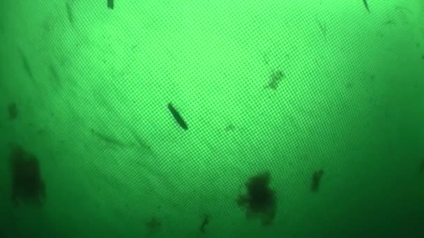 渔网中的鱼 虽然渔网的内部体积很大 但从外部只能看到渔网中捕获的鱼的影子轮廓 — 图库视频影像