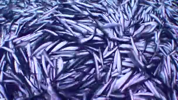 Chytil Ryby Bije Palubě Rybářské Lodi Střední Výstřel — Stock video