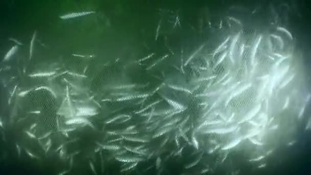 Ikan Dalam Jaring Ikan Komersial Ketika Nelayan Mulai Menaikkan Jaring — Stok Video