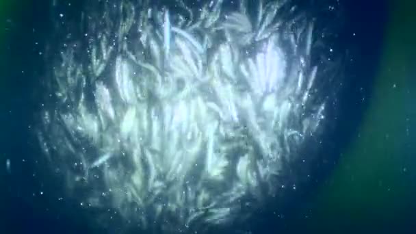 Ikan Dalam Jaring Ikan Komersial Nelayan Mengangkat Jaring Permukaan Ikan — Stok Video