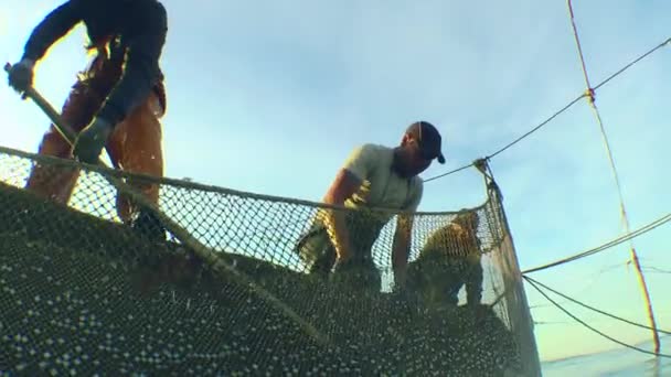 Pesca Marítima Tradicional Pescadores Carregam Peixe Que Capturam Rede Para — Vídeo de Stock