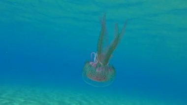 Mor çizgili jöle veya leylak iğnesi (Pelagia noctiluca), insanlar için zehirlidir ve su kolunda yüzer. Akdeniz 'de. Yunanistan.