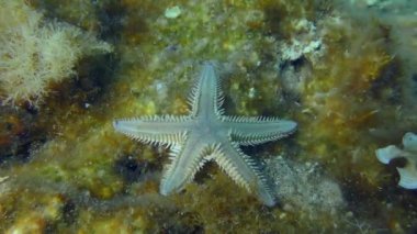 İnce deniz yıldızı veya Kum Denizyıldızı (Astropecten spinulosus) kahverengi yosunlarla kaplanmış dipte sürünür. Akdeniz, Yunanistan.