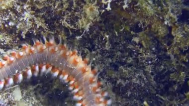 Sakallı ateş solucanı ya da Hermodice carunculata, alglerle kaplanmış bir kayanın üzerinde, yakın plan. Akdeniz, Yunanistan.