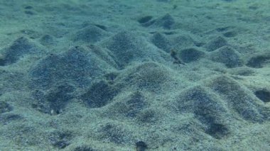 Lugworm (Arenicola marinası) kumlu zeminde, bir ucunda tümsek olan çukurlar kazar. Solucan tarafından oluşturulan su hareketi bu volkanların patlamasına neden olur..