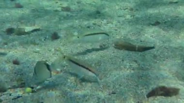 Kızıl Deniz keçi balığı (Parupeneus forsskali) toprağı kazarken, yaygın iki bantlı deniz kabuğu (Diplodus vulgaris) keçi balığının yemeyeceği yiyecekleri toplar ve onlara bakacakları umut verici noktalar gösterir..