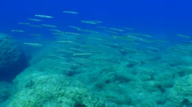 A flock of Mediterranean barracuda or European barracuda (Sphyraena sphyraena) in the blue water column. Mediterranean, Greece.