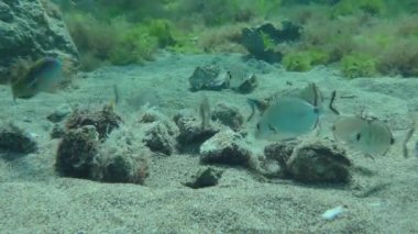 Bir balık sürüsü olan Yıllık Deniz Halkı (Diplodus Annularis) deniz tabanındaki kayalar arasında yiyecek aramakla meşgul. Akdeniz.