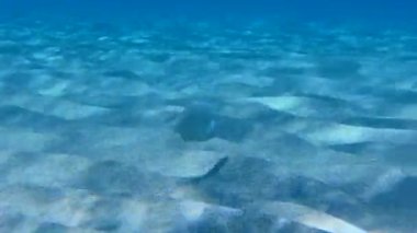 Cleaver Wrasse veya Pearly Razorfish (Xyrichtys novacula) sığ sularda kumlu bir zeminde yiyecek arar. Akdeniz, Yunanistan.