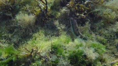 Afrika gökkuşağı grasse ya da Akdeniz yağmur balığı (Coris julis) yeşil alglerle kaplı bir kayanın üzerinde yiyecek arar ve çerçeveyi terk eder. Akdeniz, Yunanistan.