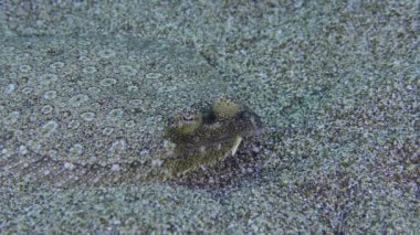 Geniş gözlü Flounder (Bothus podas) kumlu zeminde uzanır, göz hareketi, yan görüş, mükemmel kamuflaj, yakın çekim. Akdeniz, Yunanistan, Rodos.