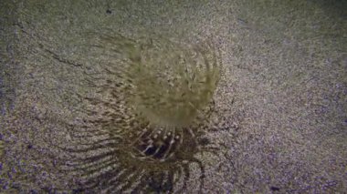 Cylinder anemone or coloured tube anemone (Cerianthus membranaceus) whose tentacles sway in time with the waves, artificial light. Mediterranean, Greece, Rhodes