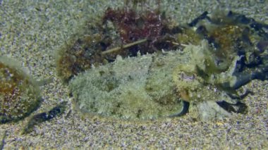 Yaygın mürekkep balığı (Sepia officinalis) altta renk ve davranış olarak dalgalanan algleri taklit eder..