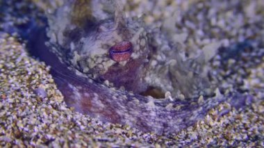 Sualtı Sahnesi: Ahtapot (Octopus vulgaris) kumda gömülü, gözleri farklı renklerde, aşırı yakın çekim.