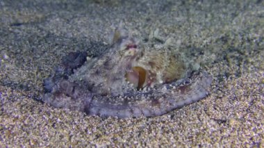Sualtı Sahnesi: Yaygın ahtapot (Octopus vulgaris) kumlu bir zemine yayılmış olarak oturur ve solunum hareketleri yapar, yan görüş.