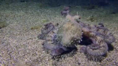 Sualtı Sahnesi: Yaygın ahtapot (Octopus vulgaris) kumlu zeminde oturur, sonra yavaşça hareket etmeye başlar ve çerçeveden uzaklaşır.