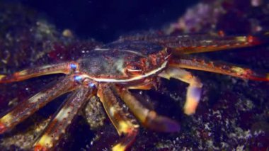 The invasive species Sally Lightfoot Crab or Nimble spray crab or Urchin crab (Percnon gibbesi) is looking for food among the thicket of algae, close-up.