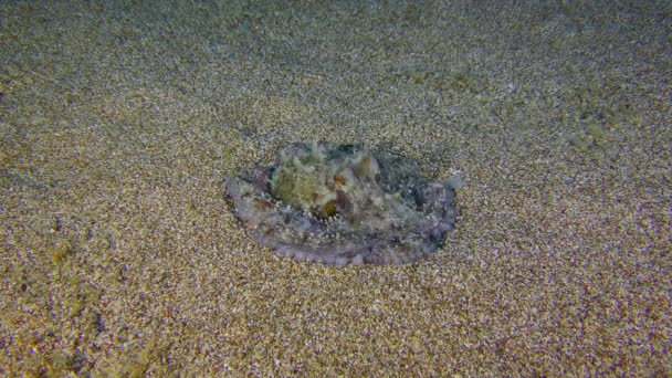 色彩艳丽的普通章鱼 Octopus Vulgaris 散落在海底进行伪装 眼睛在不同的颜色下随着呼吸而闪烁 — 图库视频影像