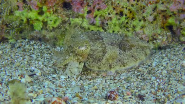 Tintenfisch Sepia Officinalis Verfärbt Sich Und Vergräbt Sich Sand — Stockvideo