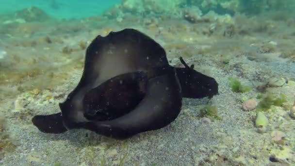 Μαύρη Θάλασσα Λαγός Mottled Seahare Aplysia Fasciata Κινείται Αργά Κατά — Αρχείο Βίντεο