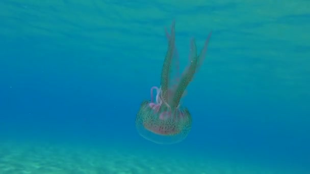 Purple Striped Jelly Mauve Stinger Pelagia Noctiluca Toxic Humans Floats — Stok video