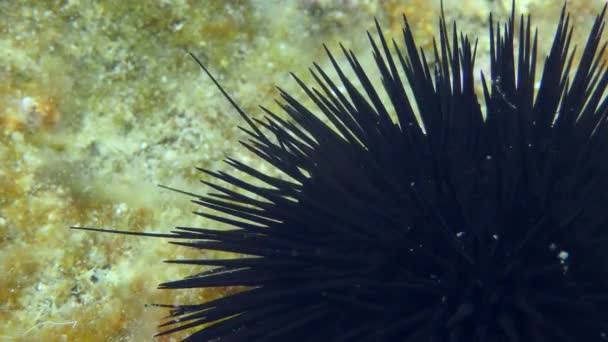 Black Sea Urchin Arbacia Lixula Rocky Bottom Overgrown Algae Close — Video