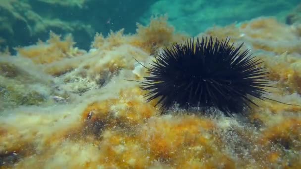 Black Sea Urchin Arbacia Lixula Background Bottom Overgrown Brown Algae — Video