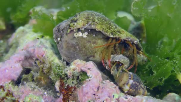 Hermit Crab Clibanarius Erythropus Settles Shells Various Gastropods Crayfish Shell — ストック動画