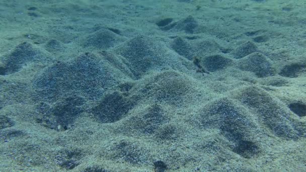 Lugworm Arenicola Marina Gödröket Homokos Alján Amelynek Egyik Végén Van — Stock videók