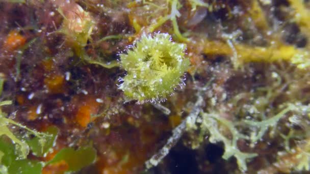 Young Peacock Worm Peacock Feather Duster Worm Sabella Pavonina Unfolds — 图库视频影像